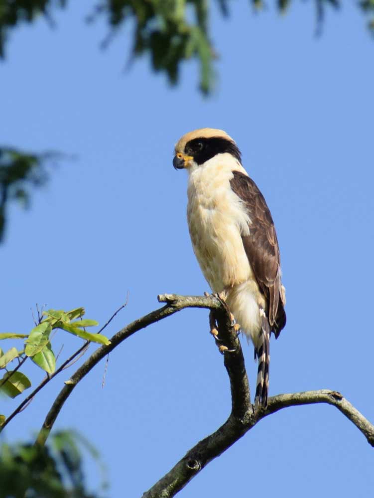 Laughing Falcon (<i>Herpetoteres cachinans</i>) (Puerto Torres)