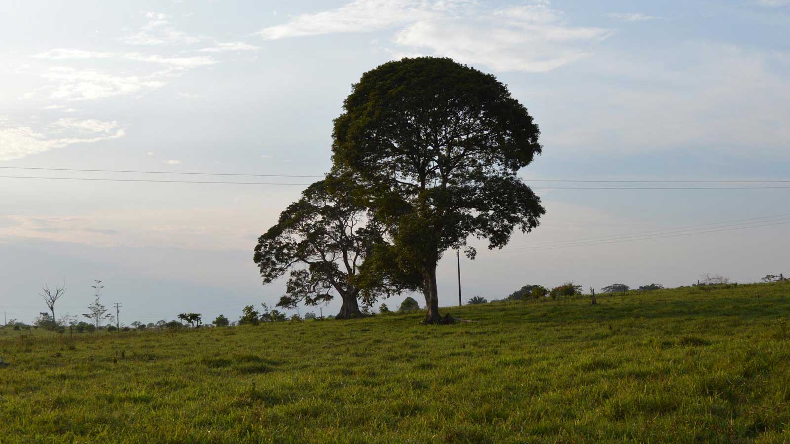 Livestock landscape. Puerto Torres, Caquetá.
