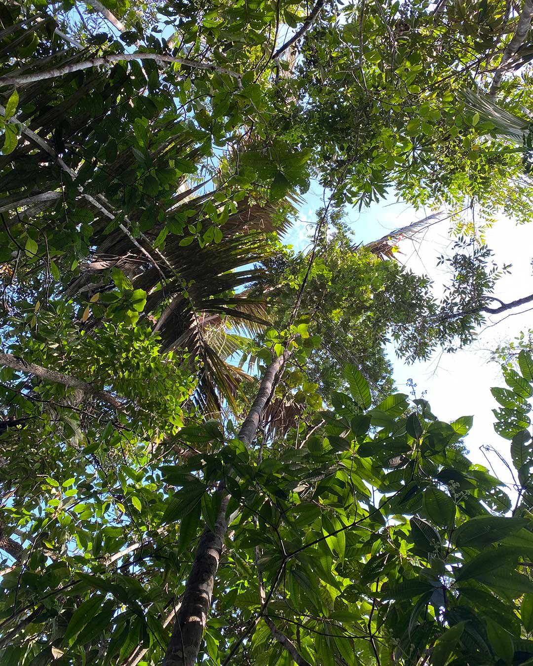 Bosque tropical HOREB