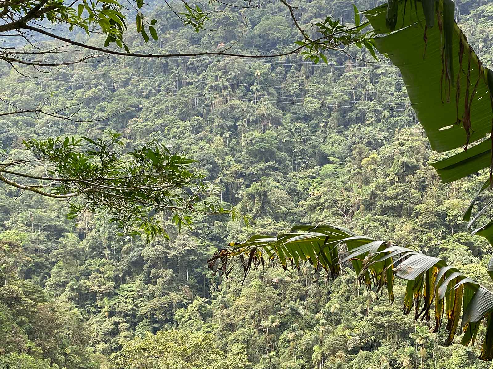 Tropical forest, El Caraño, Caquetá.