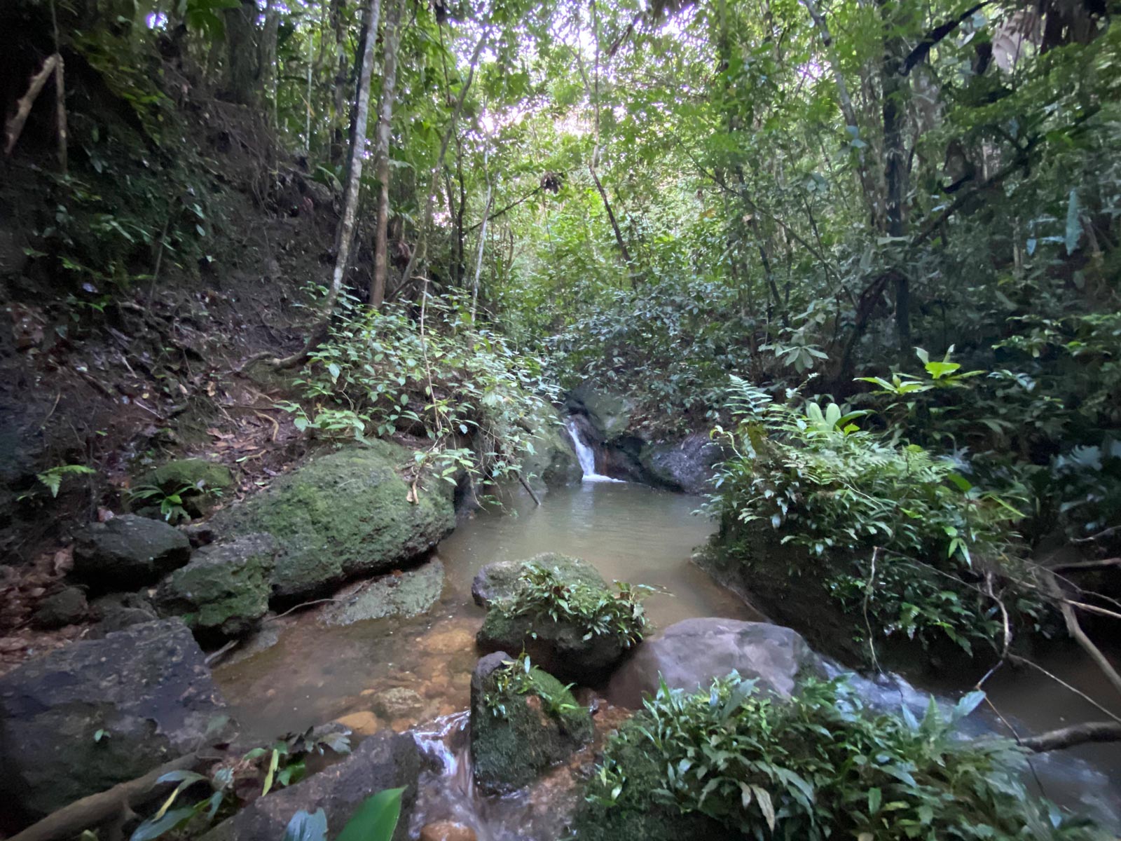 A creek in the tropical forest. El Caraño, Caquetá.