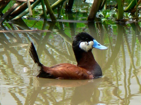 Oxyura jamaicensis andina – Pato Pico Azul (Fundación Humedal La Conejera).