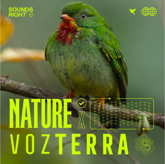 Forest Bird Songs - Colombia